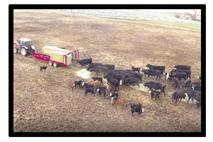 Side by Side Feeder